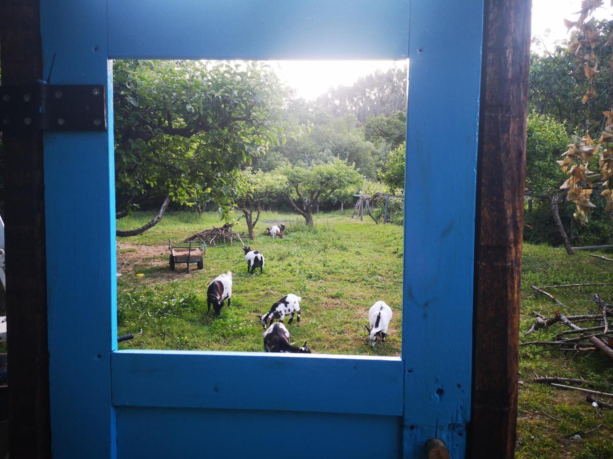 Quinta Das Aguias Aveiro Dış mekan fotoğraf